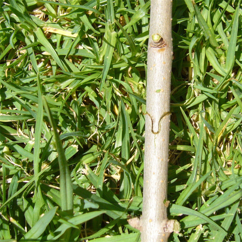 Allsome Tapetool Machine Advanced Garden Tool For Plant Tying Vegetable Stem Strapping Branch Pruning Hand Packing - 11