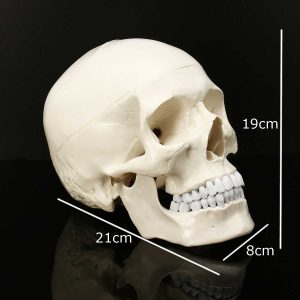 Skull Model Of Human Anatomical Medicine Anatomy Head Studying Teaching - 2